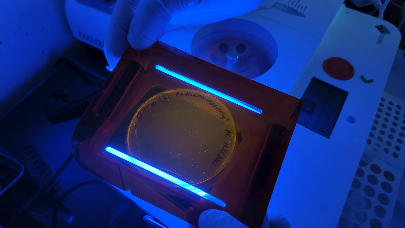 Bacterial transformation plate under blue light at the Lambda Biolab bench