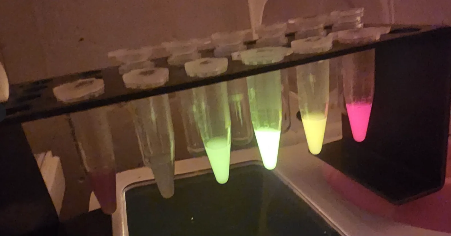 Fluorescent reporter constructs glowing under UV at Lambda Biolab