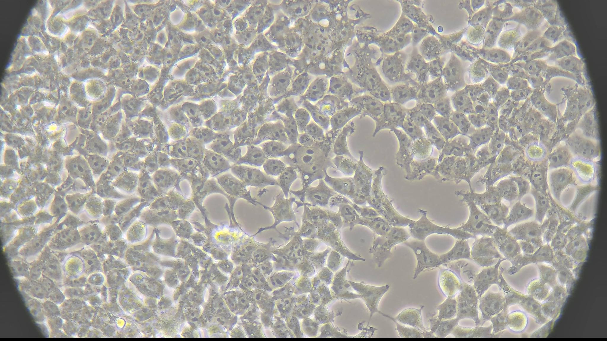 HEK293 cells in culture at Lambda Biolab